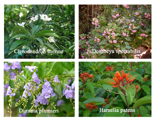 My Five Favorite Gardening Plants Tools And Products Dimples