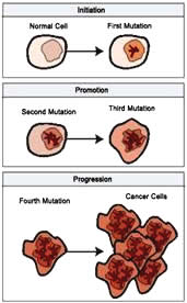 Formation of Cancer