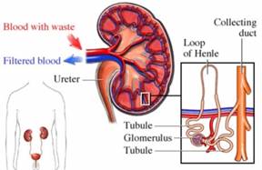 Kidney and its function