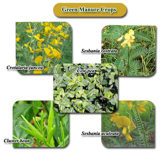 What Is Green Manure Give One Example