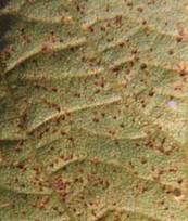  close up view of soybean rust