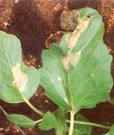  Phytophthora light infested leaf