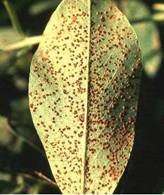 Rust showing pustules on lower leaf surface