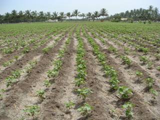 Healthy Seedlings