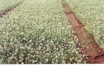 onion seed production