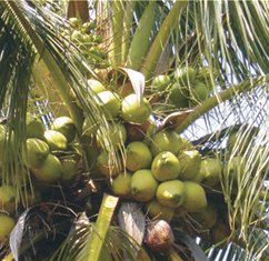 Coconut Tonic