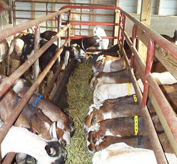 goats husbandry cabras feeder heno corral bunk 