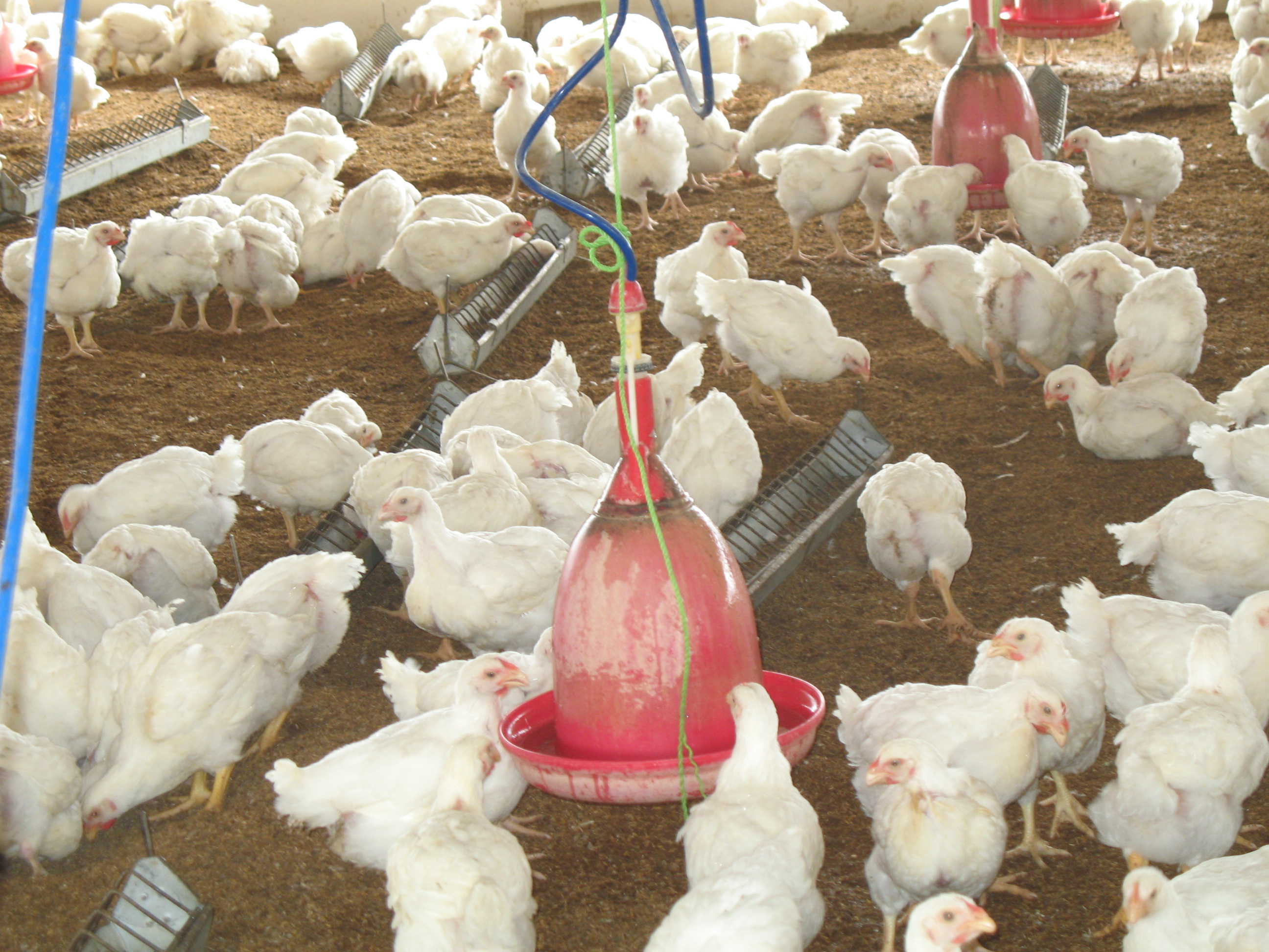 Poultry_Deep litter System
