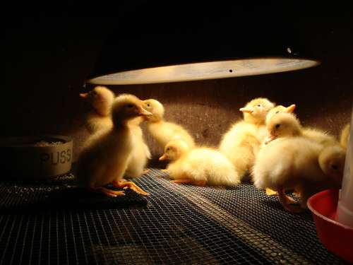 Duck_incubation