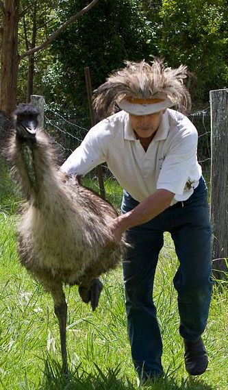 emu catching