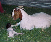 Goat_Cleaning_Kid