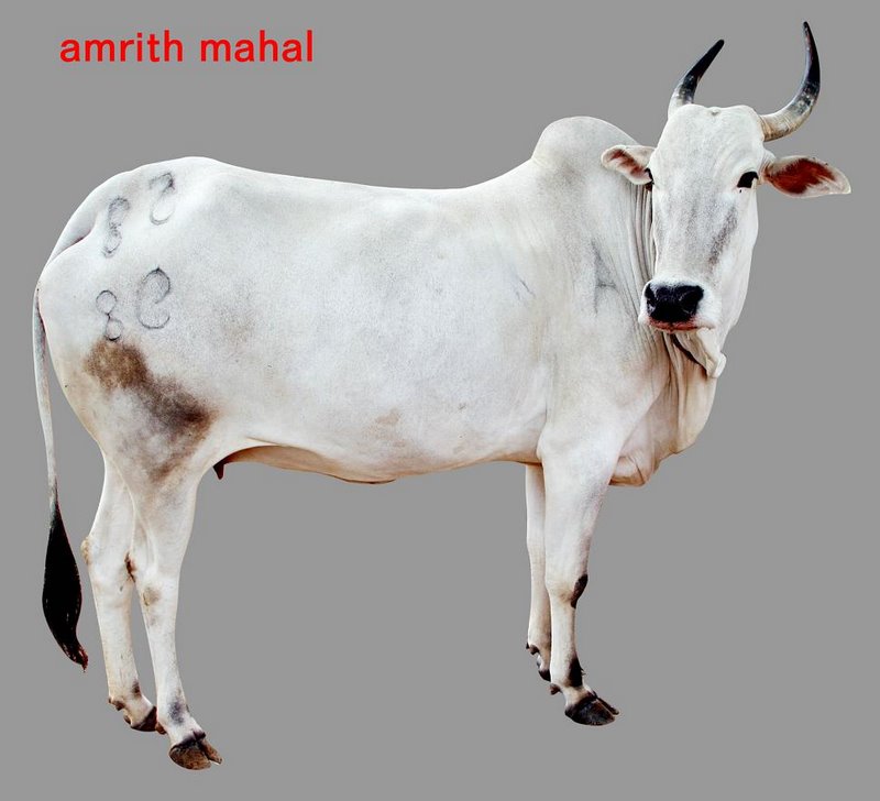 amritmahal breed
