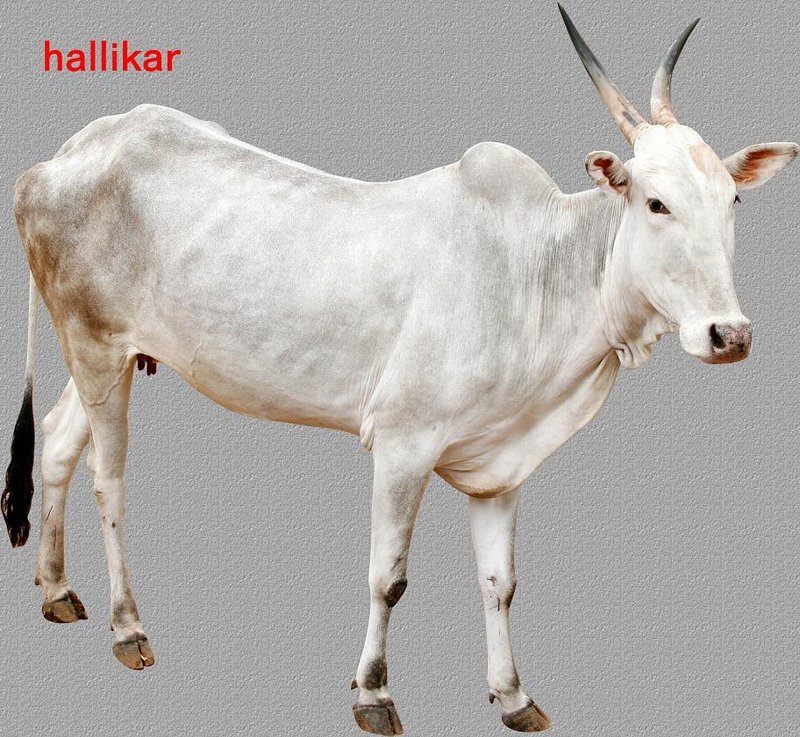 hallikar_breed