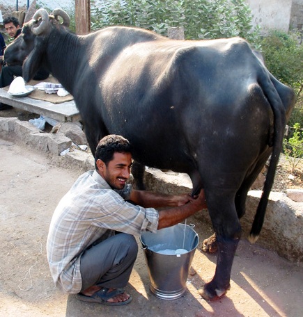 buffalo_milking