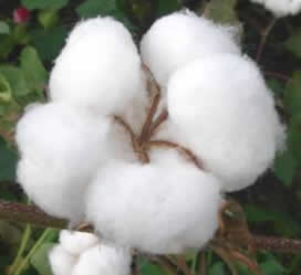 BT Cotton