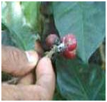 Crop Protection Coffee