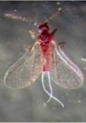 Adult Male