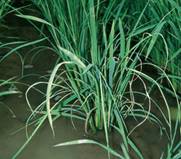 http://agritech.tnau.ac.in/crop_protection/images/rice_diseases/grassy_stunt_disease_2.jpg