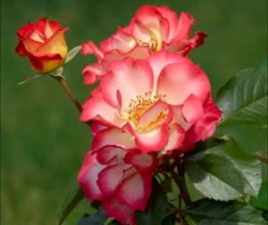 Floribunda rose