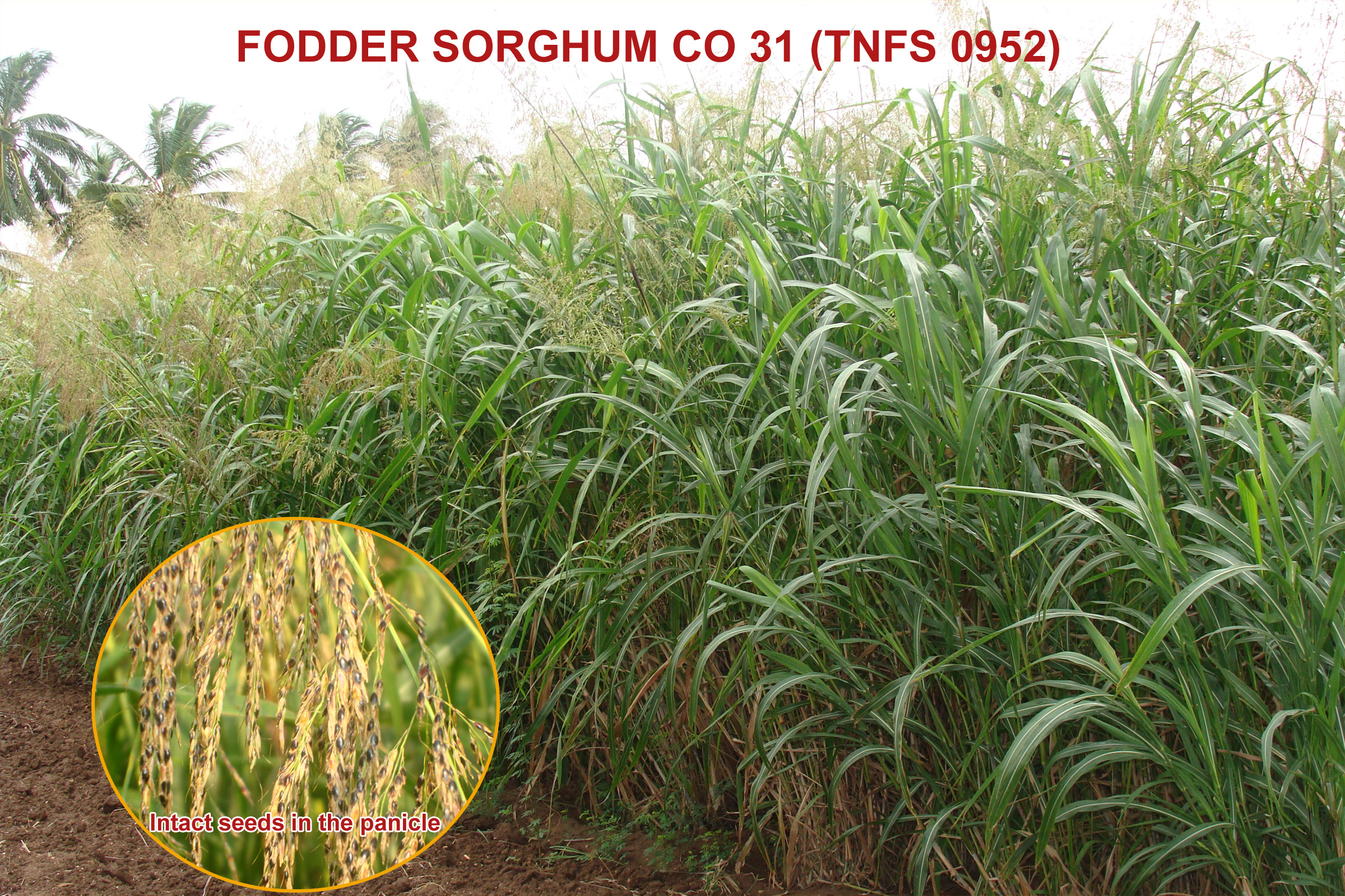 forage crops