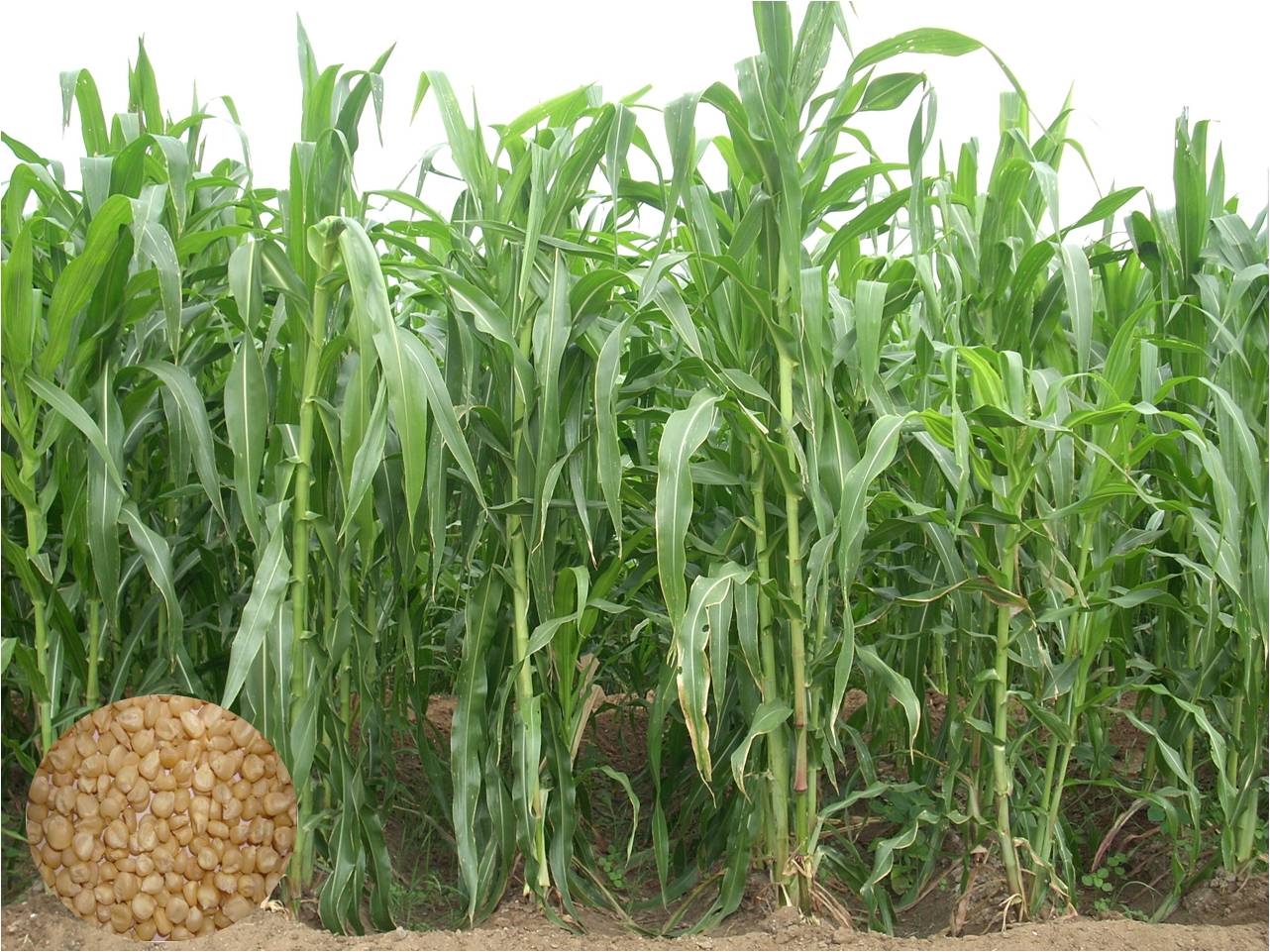 forage crops