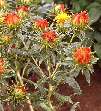 Safflower