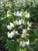 gardenlablab01