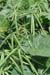 Greengram