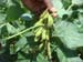 Soybean