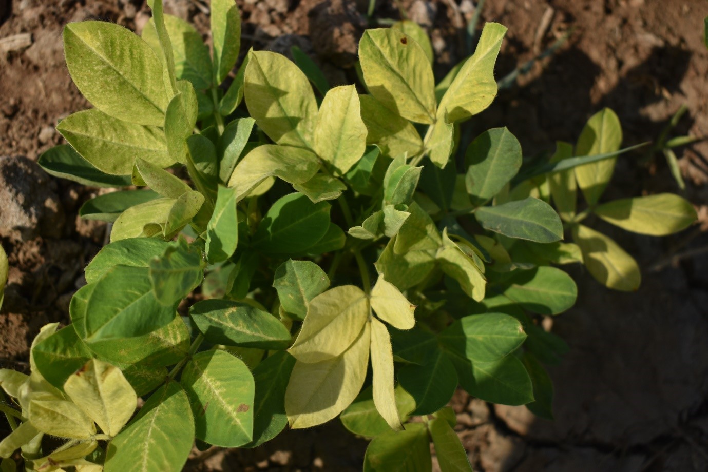 Nitrogen Deficiency In Rice Agriculture ::Cereal:: Rice-Nitrogen