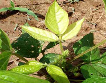 are rose plants perennial Kordana Pink Mini Rose | Two Live Plants main image 0