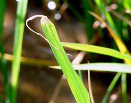 Agriculture :Rice-Boron