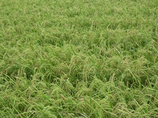 Agriculture :: Field Crops :: Rice