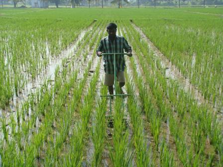 Agriculture :: Field Crops :: Rice