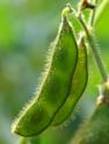 http://tbn3.google.com/images?q=tbn:6Lr3bGxwCSB7hM:http://pinoyuniverse.com/pics/soybean.jpg