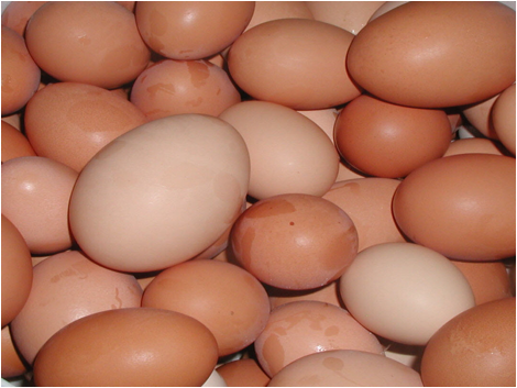 eggs