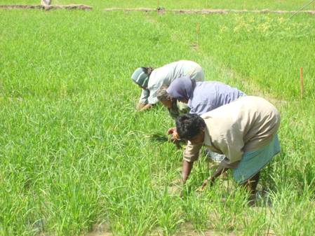 Weed Management Physical Method