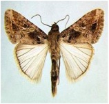 F4p Insect TNAU Agritech Portal :: Crop Protection:: Pest :: Cotton