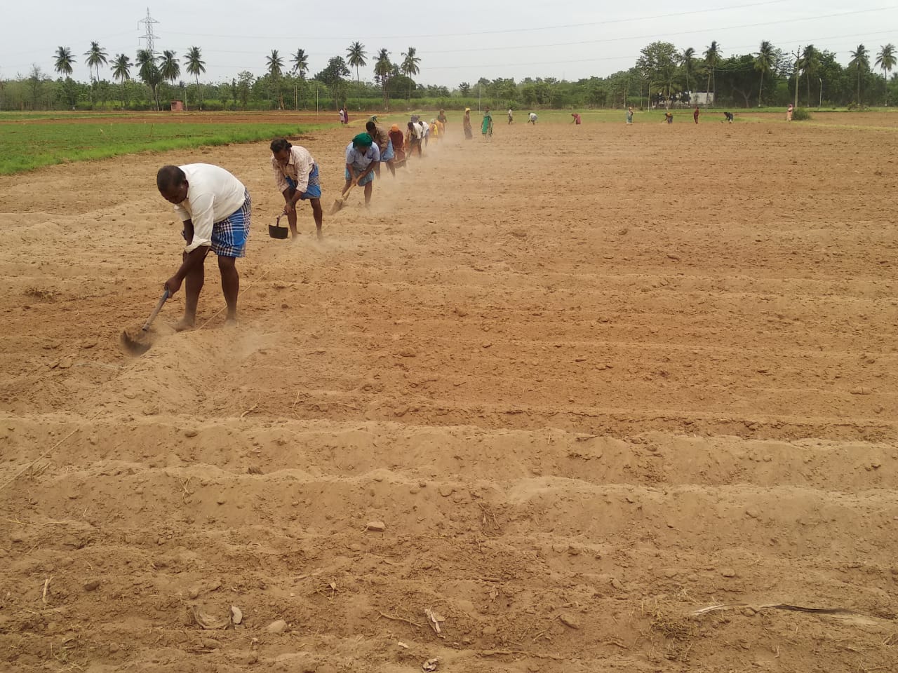 crop-production-oil-seeds-gingelly