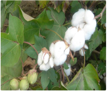 Crop Production :: Fibre :: Cotton :: Irrigated Cotton