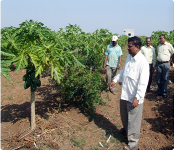 Tehnike i upravljanje sušnom hortikulturom