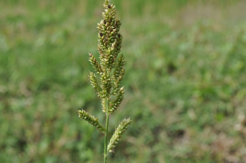 Ежовник. Ежовник обыкновенный. Просянка сорняк. Echinochloa colonum. Ежовник обыкновенный, куриное или петушье просо..