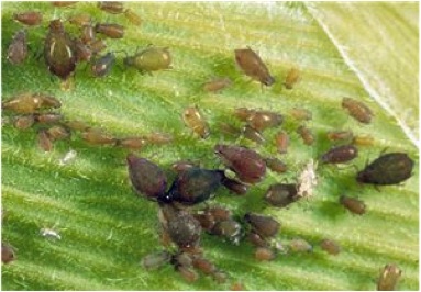 TNAU Agritech Portal :: Pest of Forage Crop
