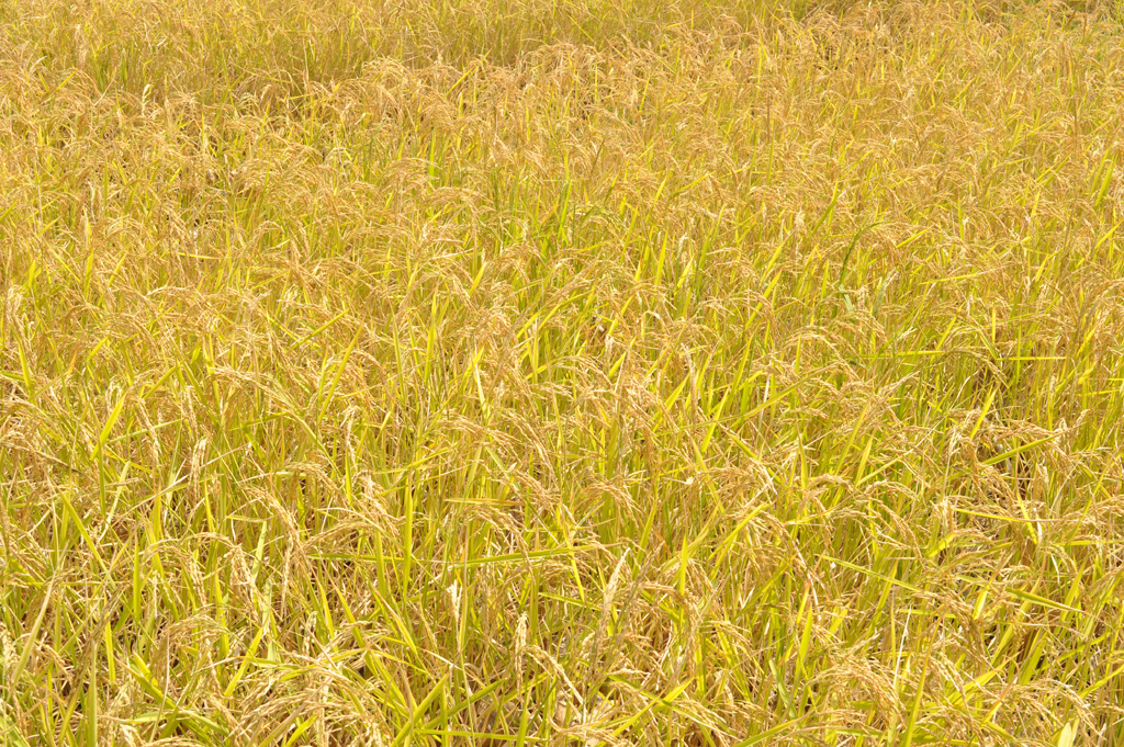 035.Paddy field @harvest stage