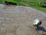 004. Construction of  bunds for nursery  bed