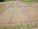 009. Germinated nursery bed