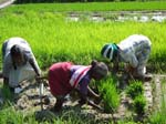 013. Picking of Seedlings