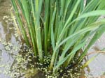 024.Azolla inoculated field