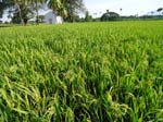 033. Paddy field @ milking stage