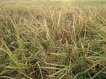 034. Paddy field @ maturity stage